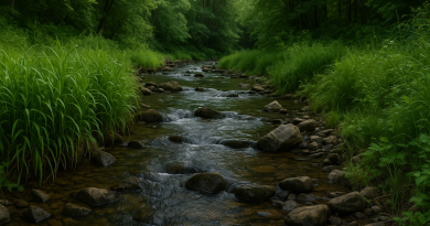 Creek in the Wilderness